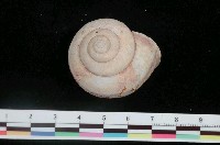 藏品(日本左旋蝸牛)的圖片